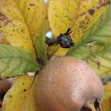 Mespilus germanica fruit P7